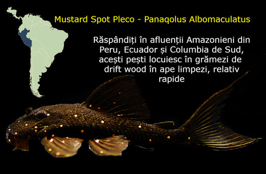 Mustard Spot Pleco - Panaqolus Albomaculatus #LDA031 Pleco este de dimensiuni medii și cu model colorat care mănâncă lemn, specific membrilor genului Panaqolus.